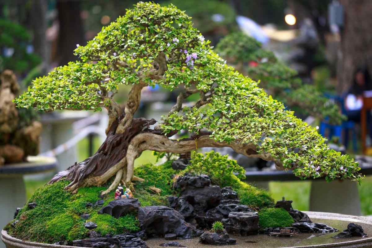 Як виростити мініатюру дерева
