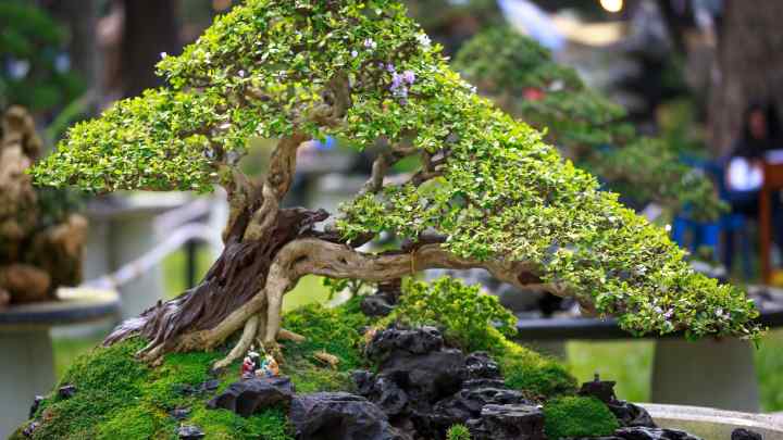 Як виростити мініатюру дерева