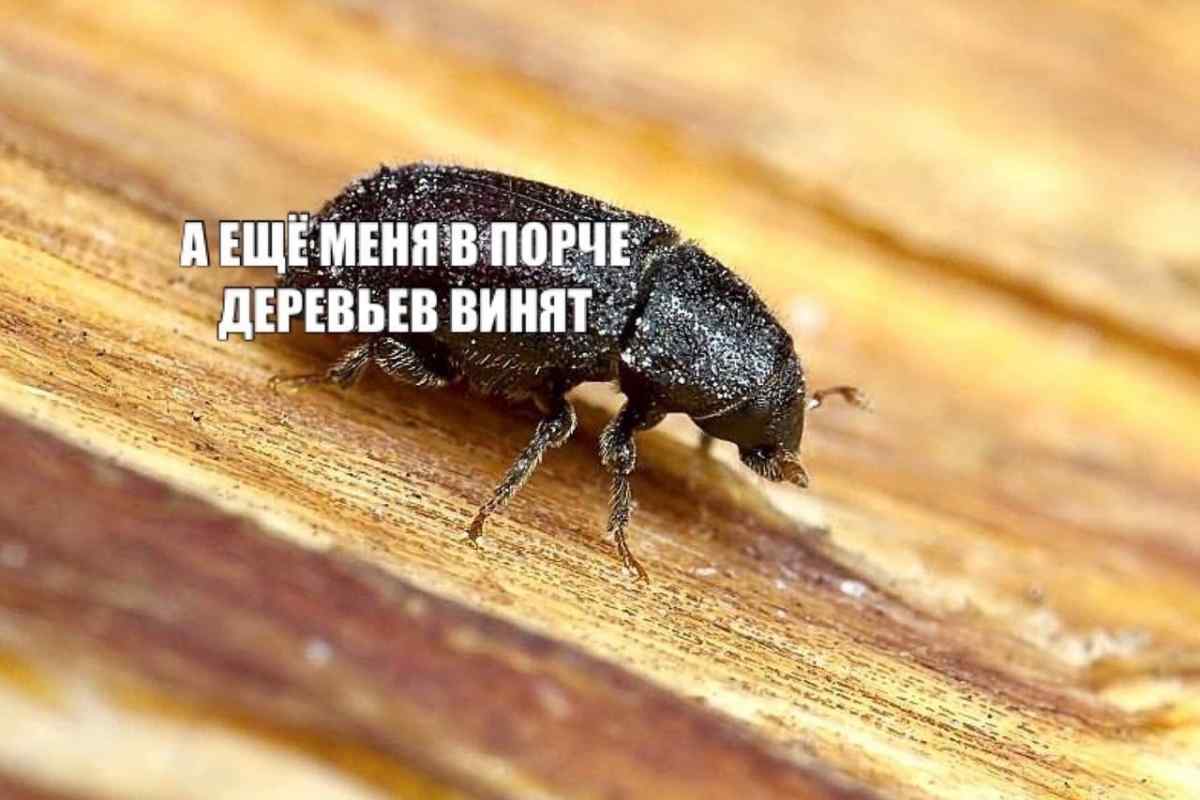 Як позбутися жука-короїда в будинку