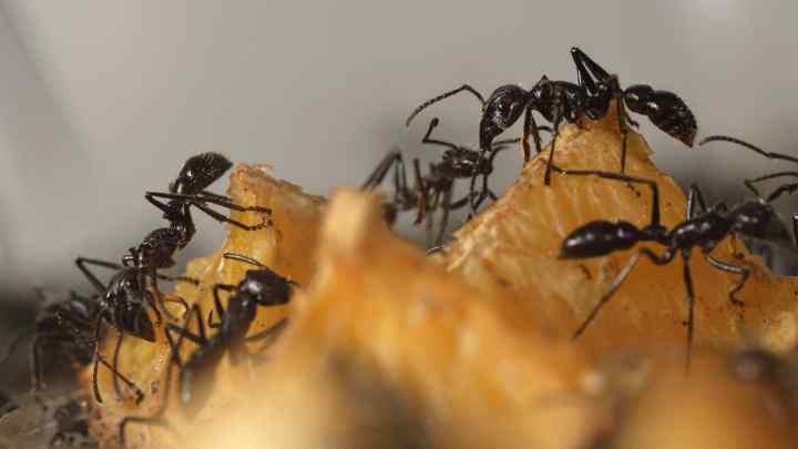 Домашні мурахи: як позбутися мурашок у квартирі