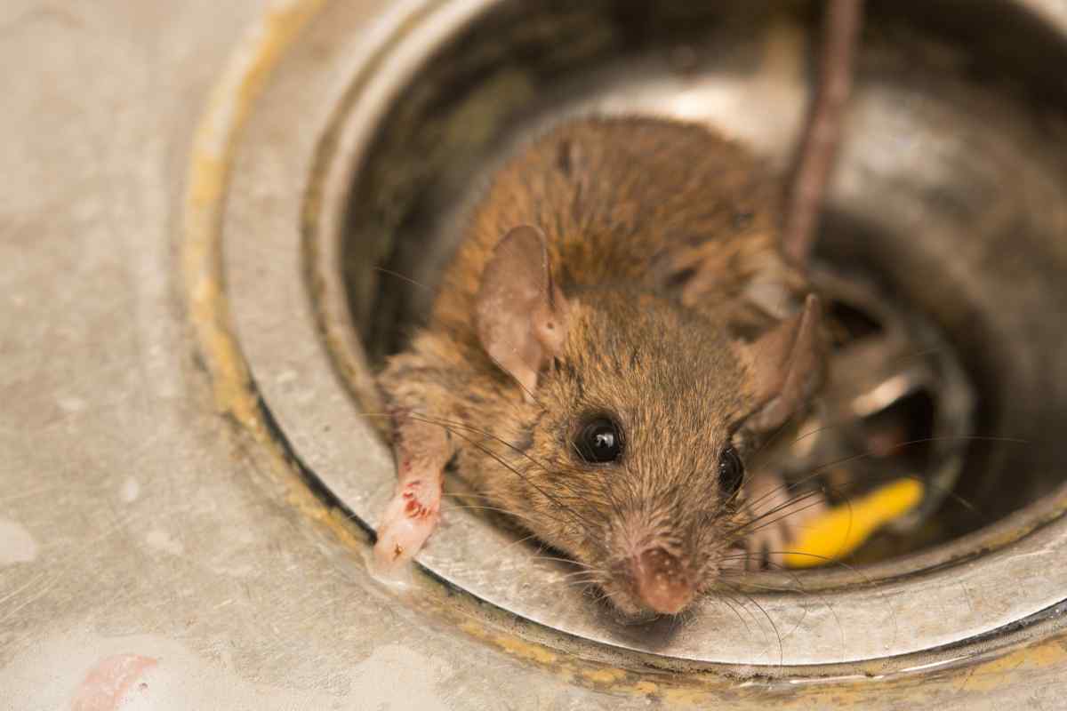 Як вивести в будинку мишей