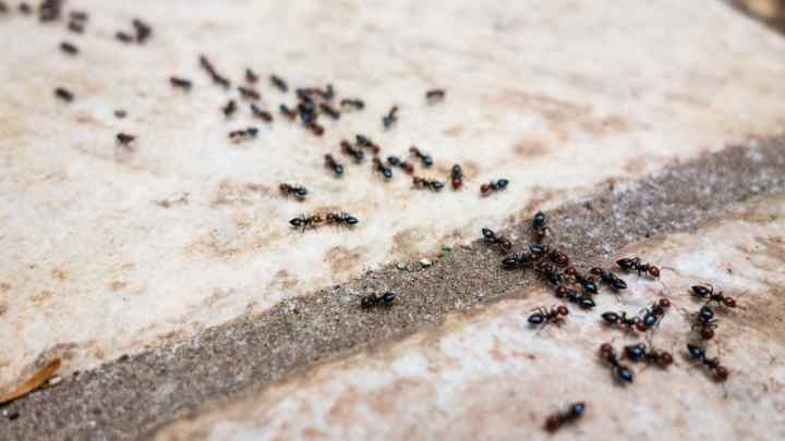 Як позбутися дрібних мурахів