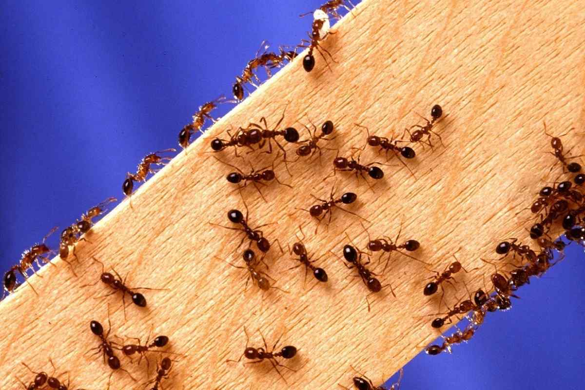 Як позбутися дому мурашок