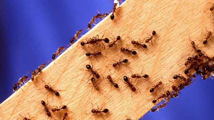Як позбутися дому мурашок