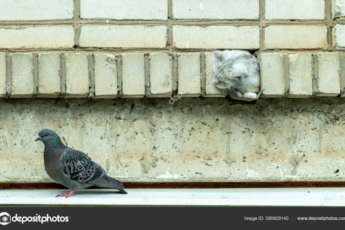 Як відлякати голубів з балкона