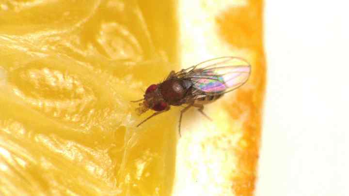 Як позбутися фруктової мухи