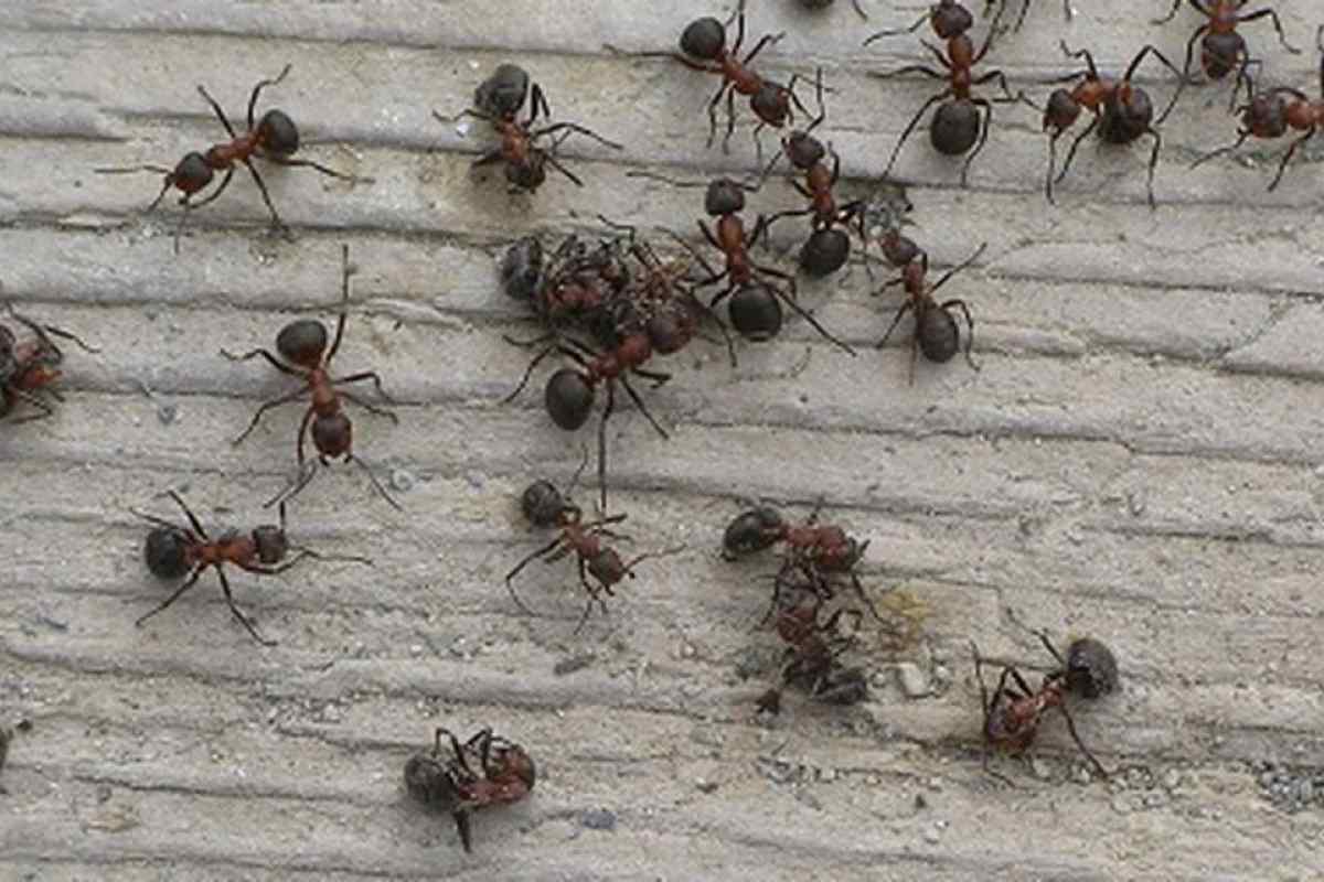 Як позбутися мурашок