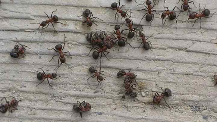 Як позбутися мурашок