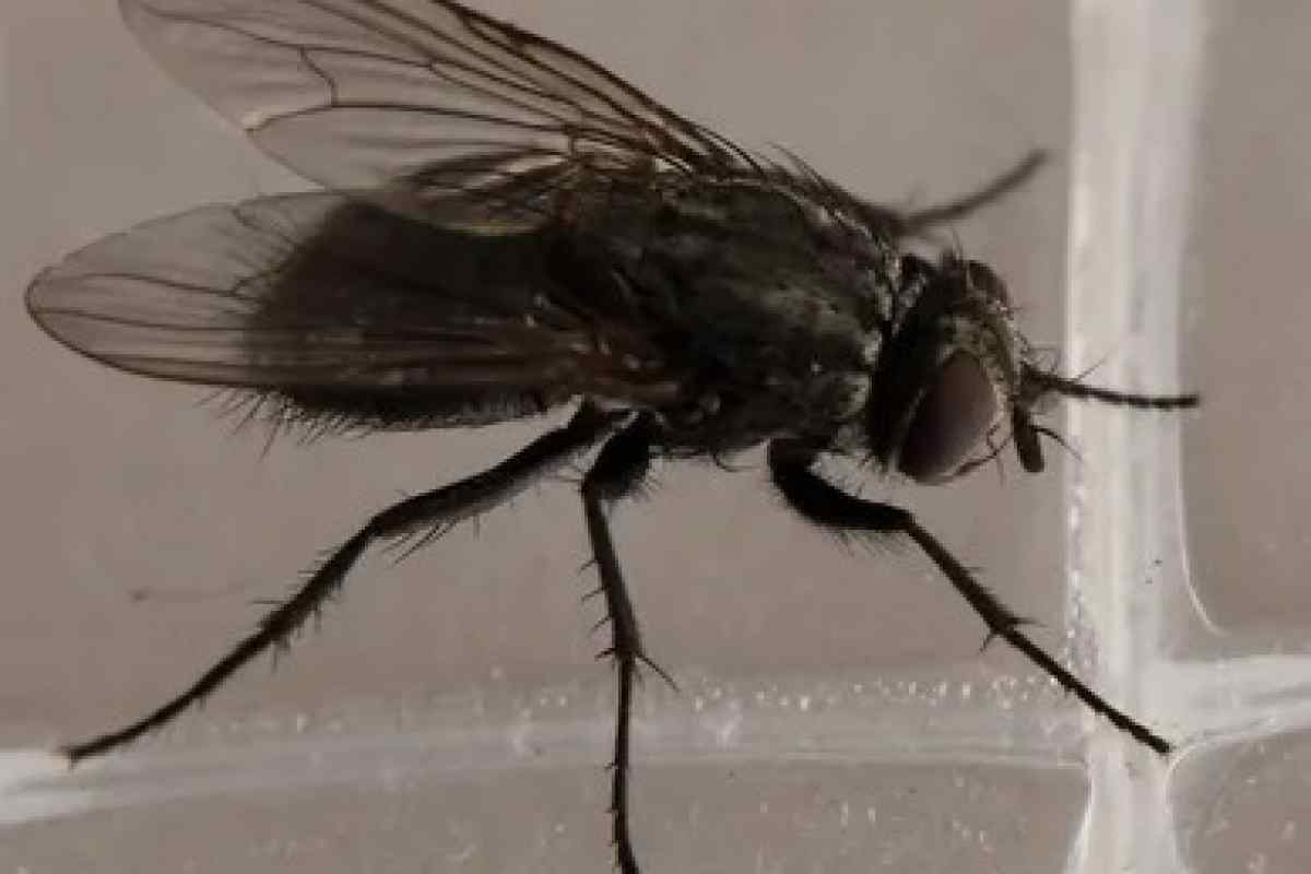 Як боротися з комарами і мухами