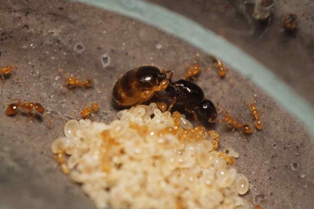 Як боротися з домашніми мурахами