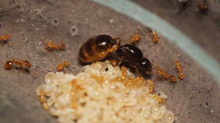 Як боротися з домашніми мурахами