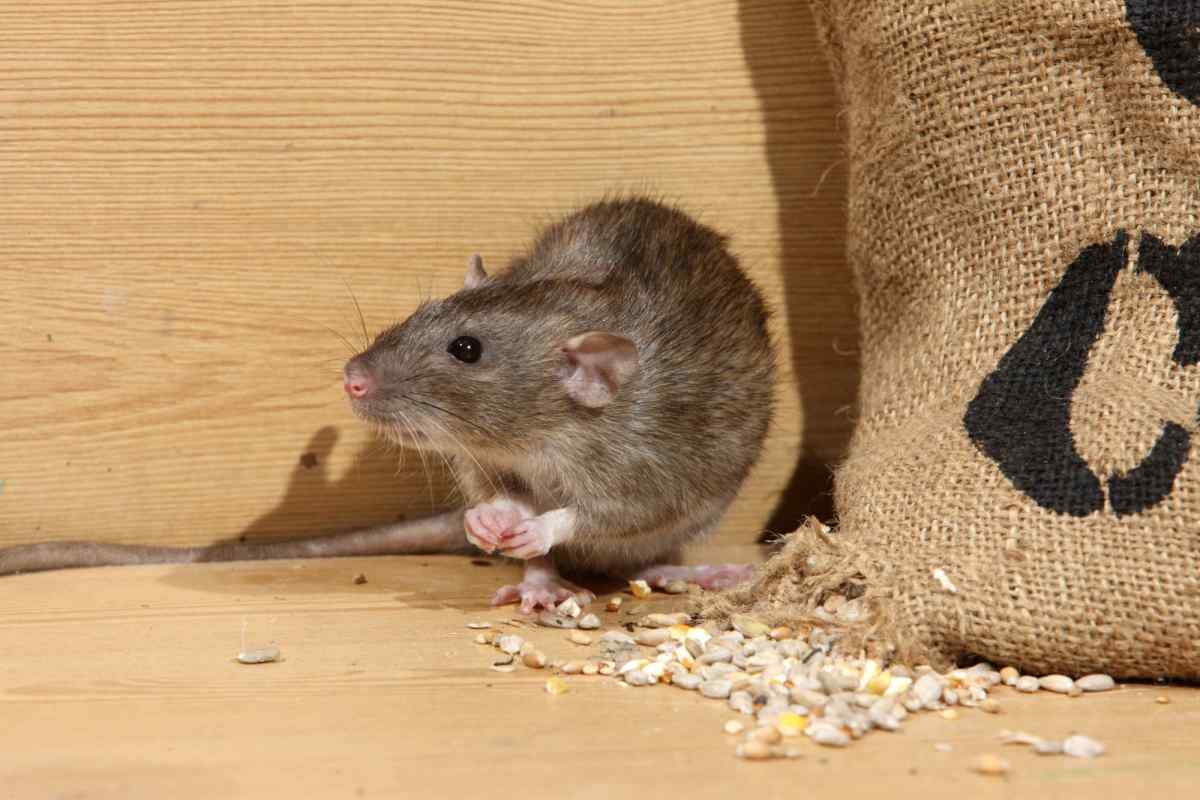 Як відлякати мишей