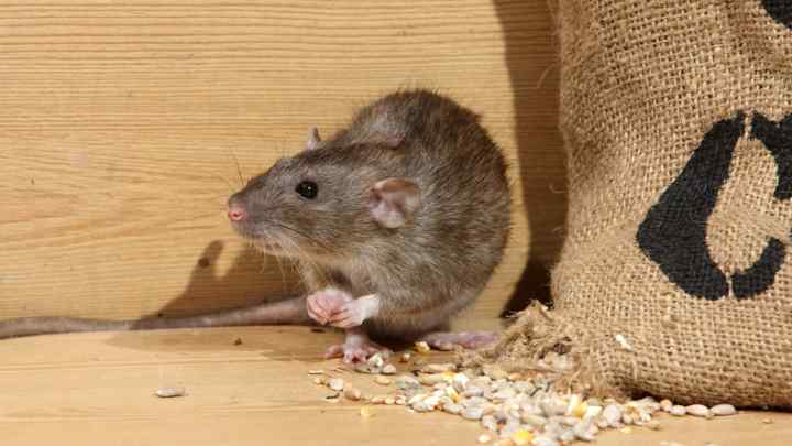 Як відлякати мишей