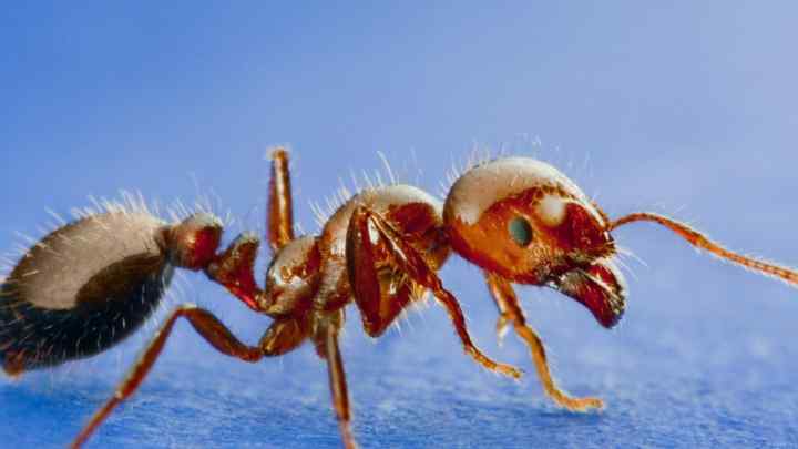 Як боротися з мурахами