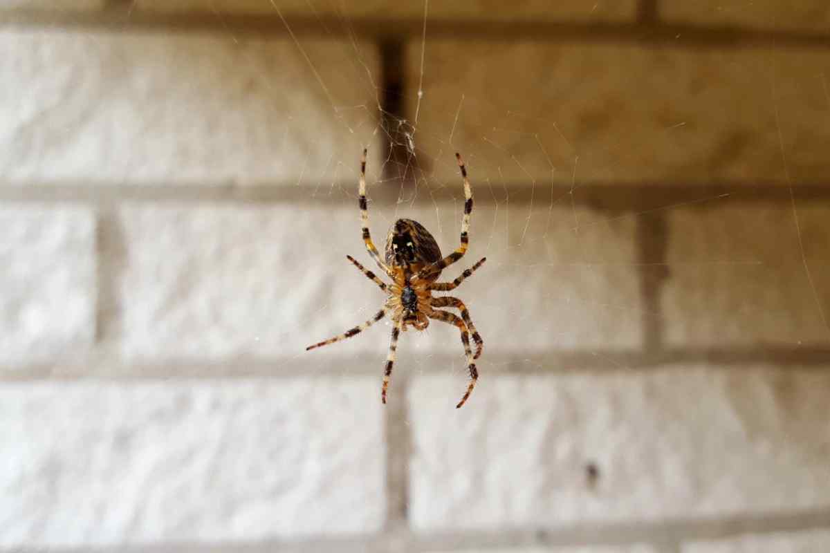 Як боротися з павуками на дачі