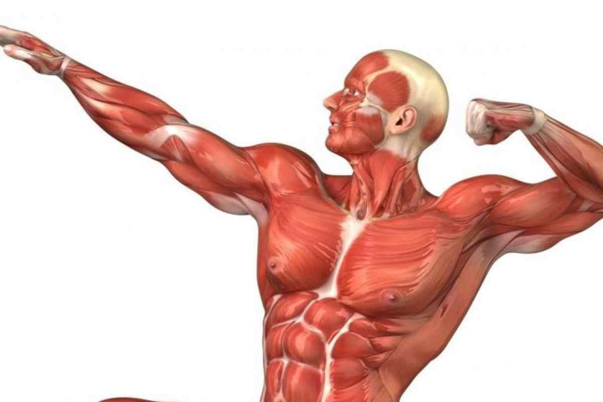 Як розтягнути м "язи