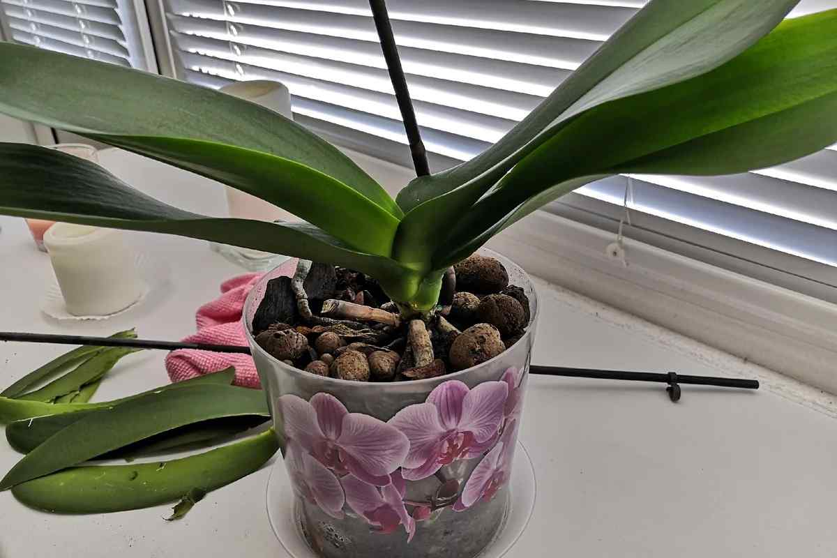 Як обрізати орхідею після цвітіння