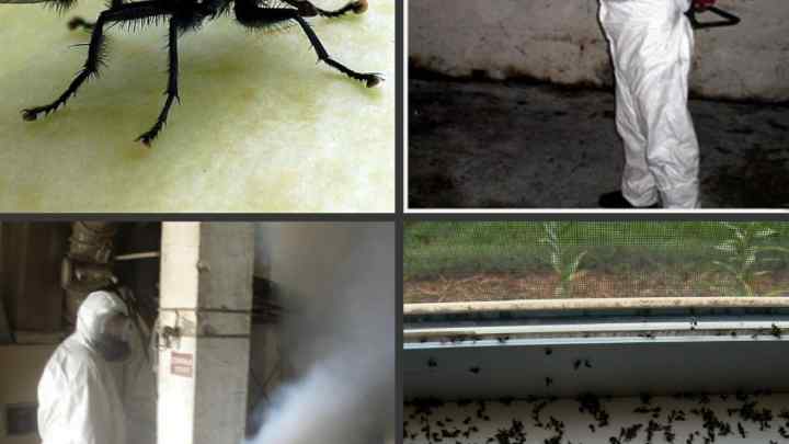 Як боротися з мухами