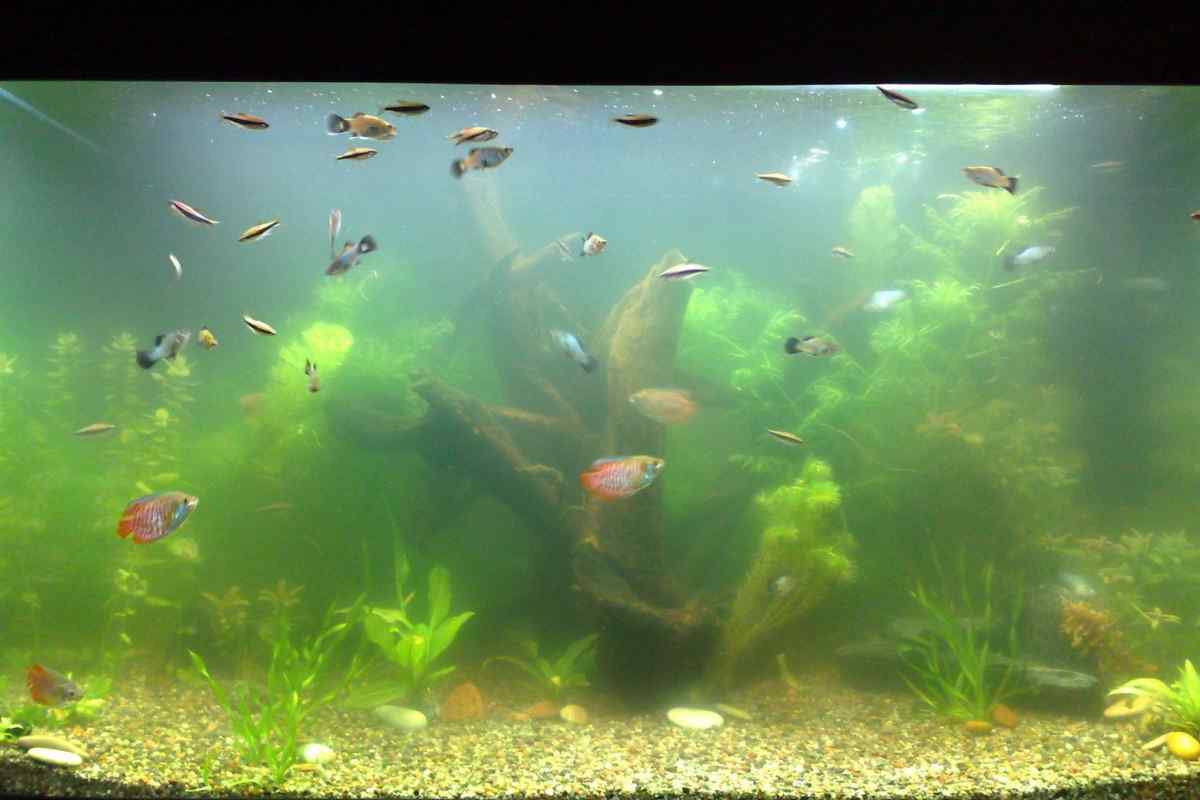 Чому квітне вода в домашньому акваріумі