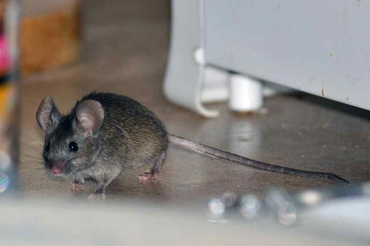 Як позбутися домашніх мишей