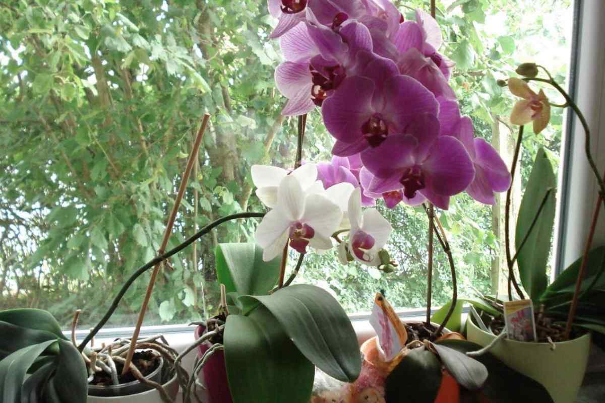 Все про орхідеї: як доглядати