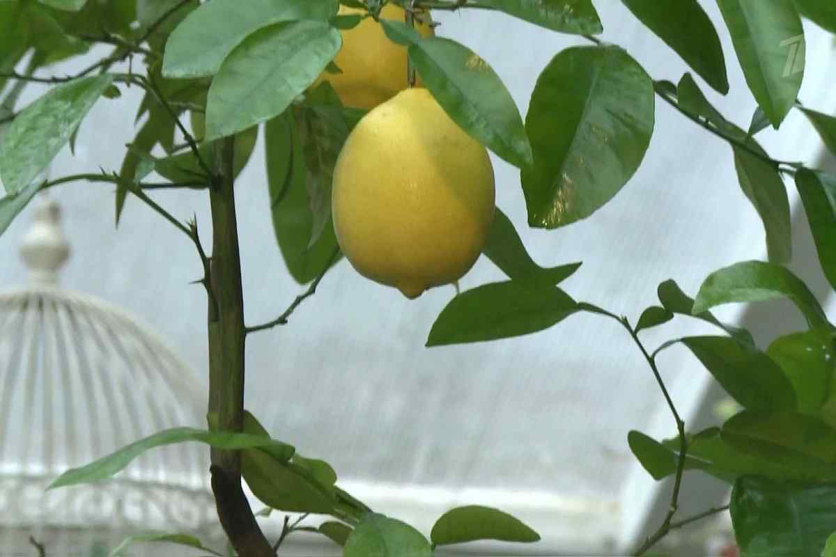 Як змусити лимон плодоносити