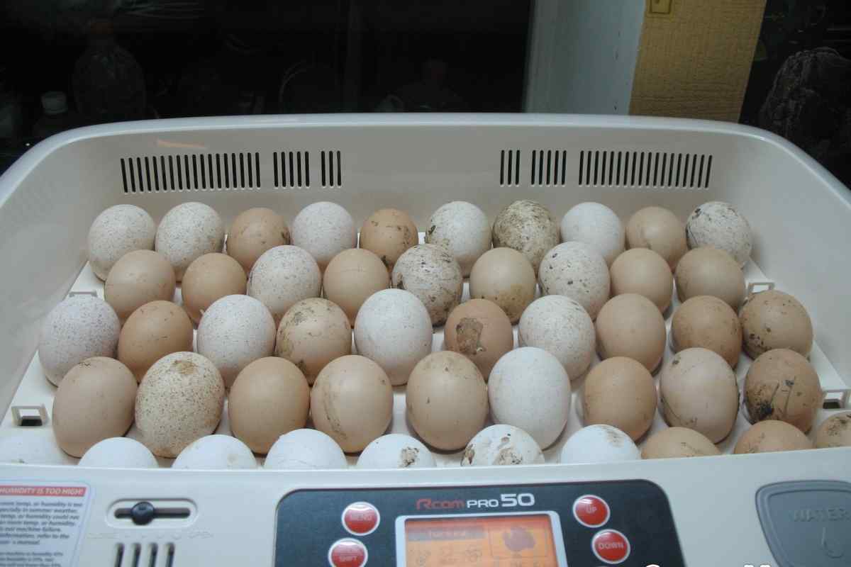 Инкубатор для яиц цесарка