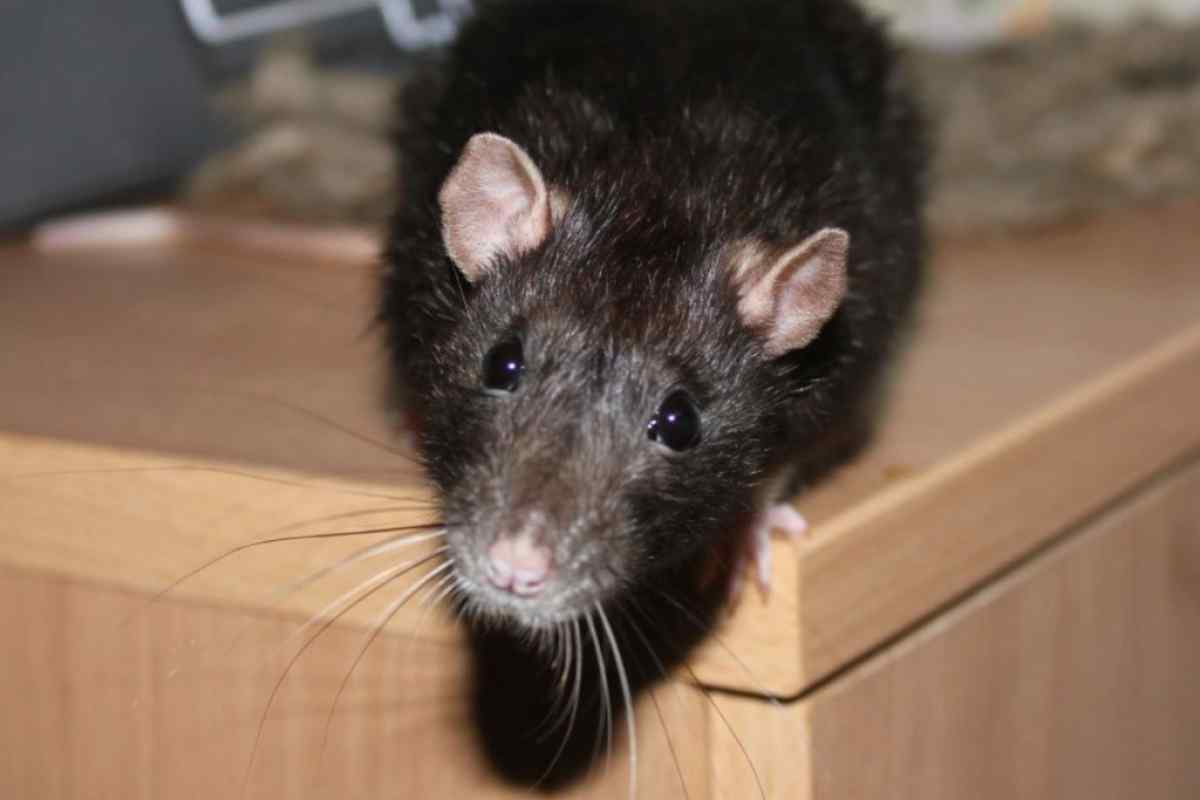 Як вивести мишей з квартири