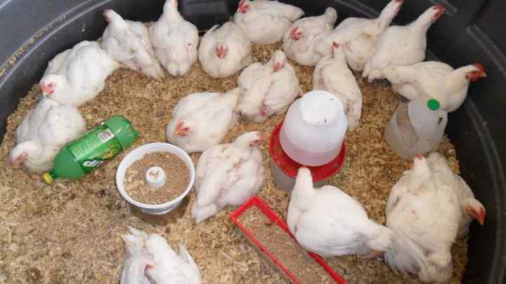 Як годувати курчат