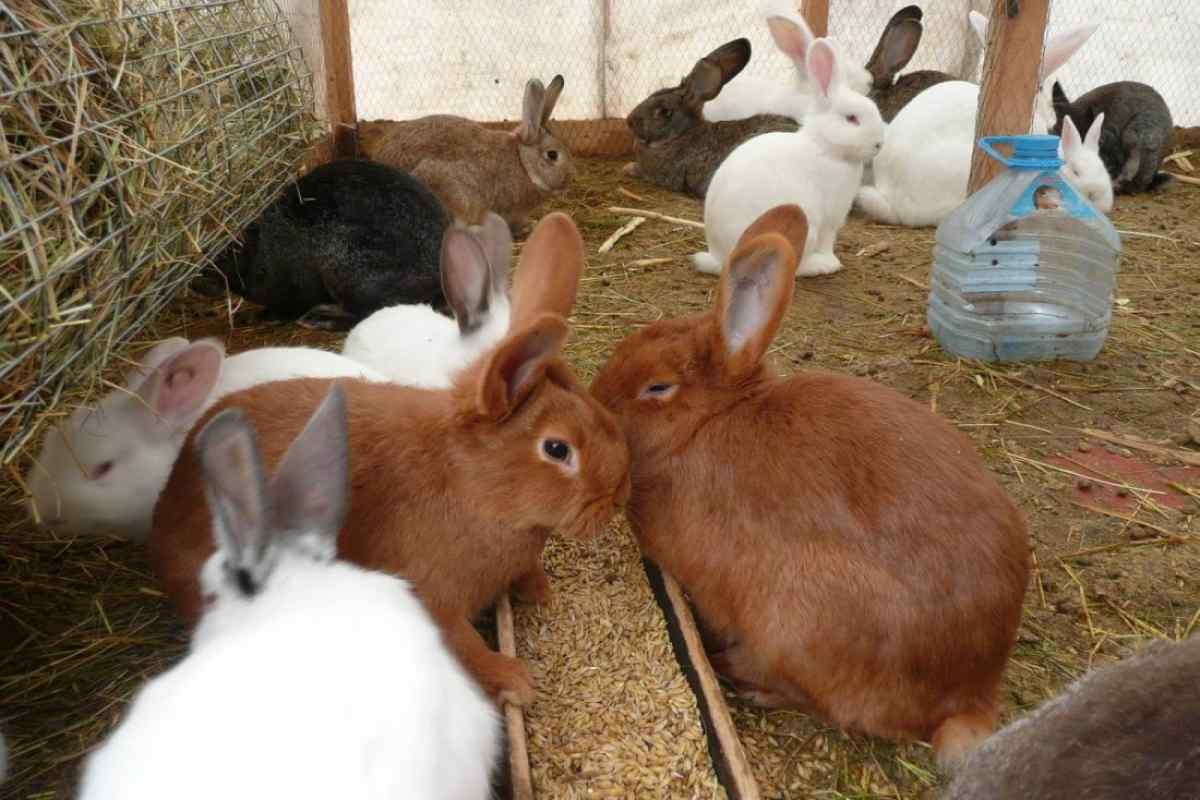 Як містити кроликів на дачі