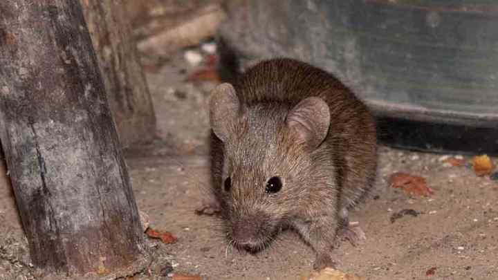 Як позбутися щурів і мишей