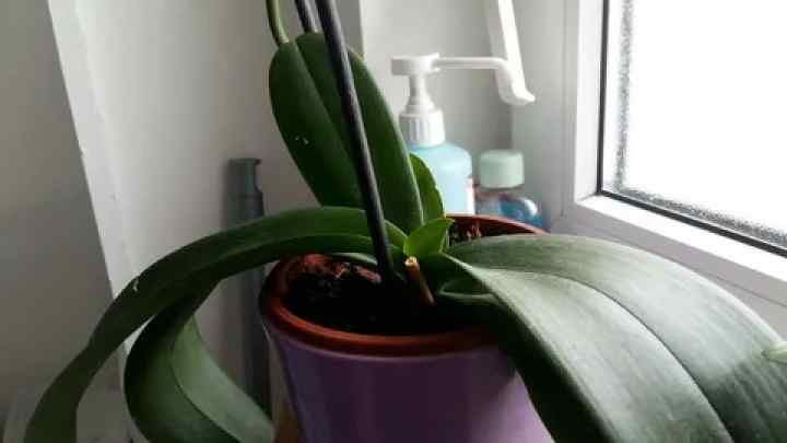 Як допомогти орхідеї повторно зацвісти