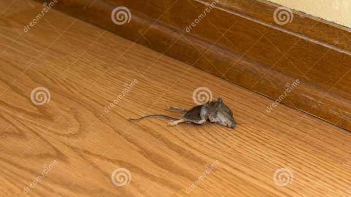 Як позбутися миші польовки