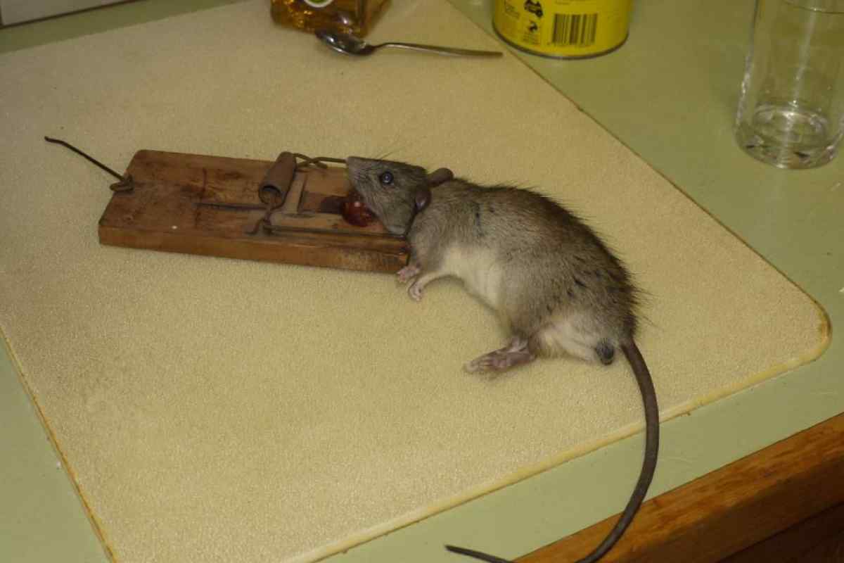 Як винищити мишей