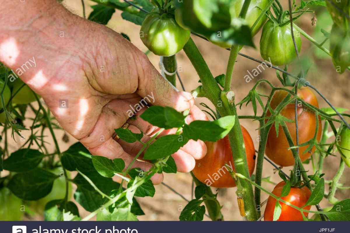 Як обривати пасинки біля помідор