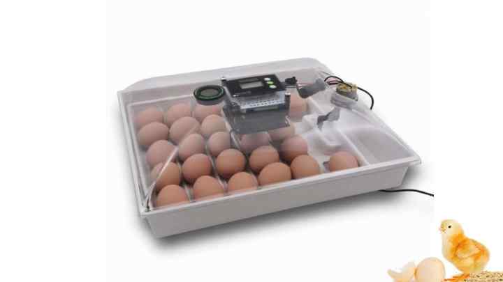 Як збирати яйця для інкубатора