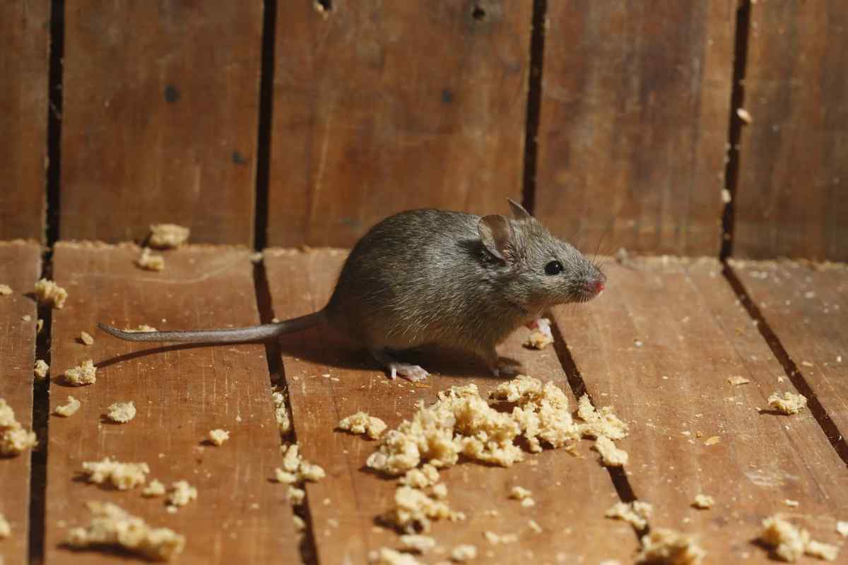 Як позбутися мишей в дачному будиночку