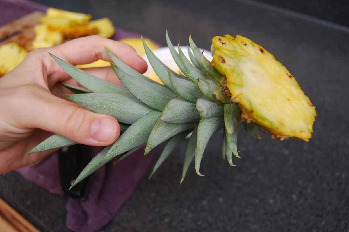 Як розмножити ананас