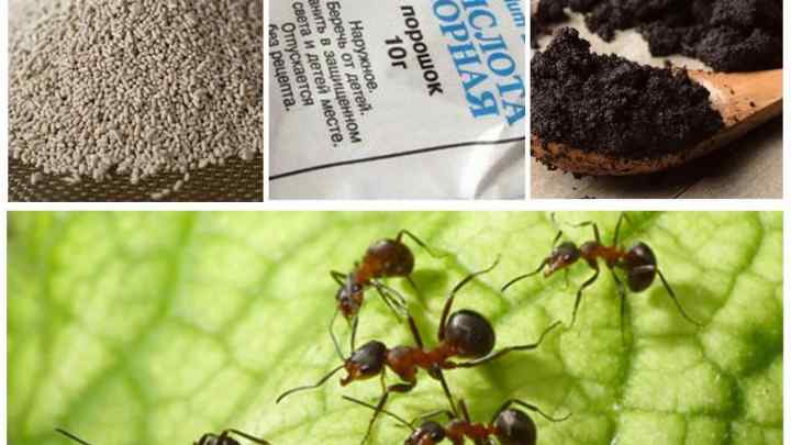 Як вивести мурашок на ділянці