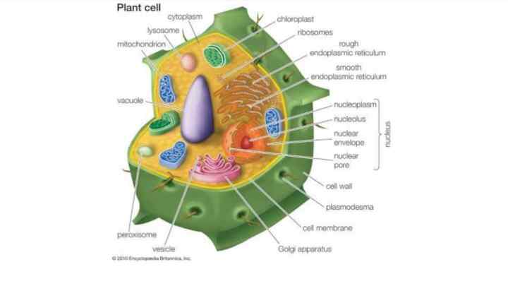 Які особливості побудови рослинної клітини