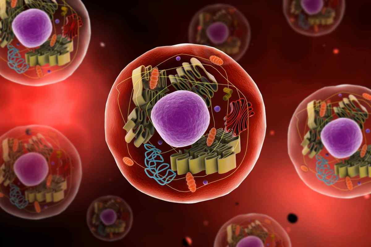 Скільки клітин у людському організмі