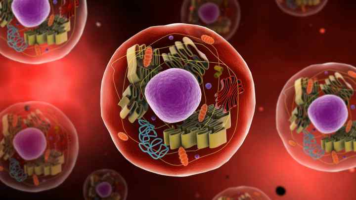 Скільки клітин у людському організмі