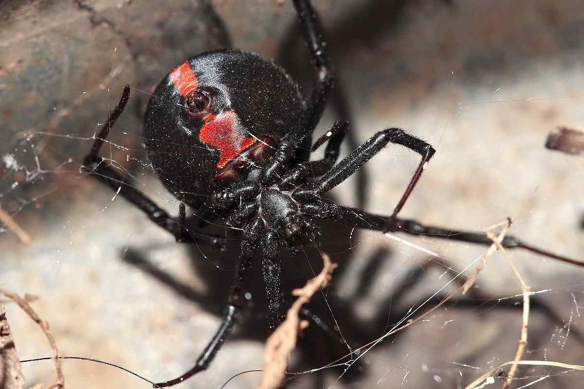 Які отруйні павуки існують