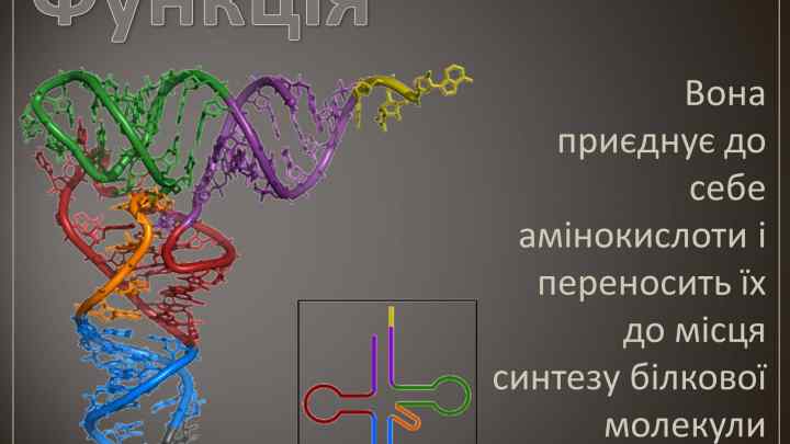 Які види РНК існують у клітці, де вони синтезуються