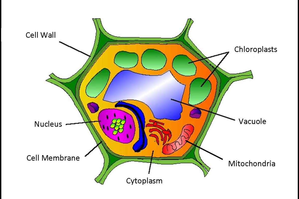 Які хімічні елементи входять до складу клітини