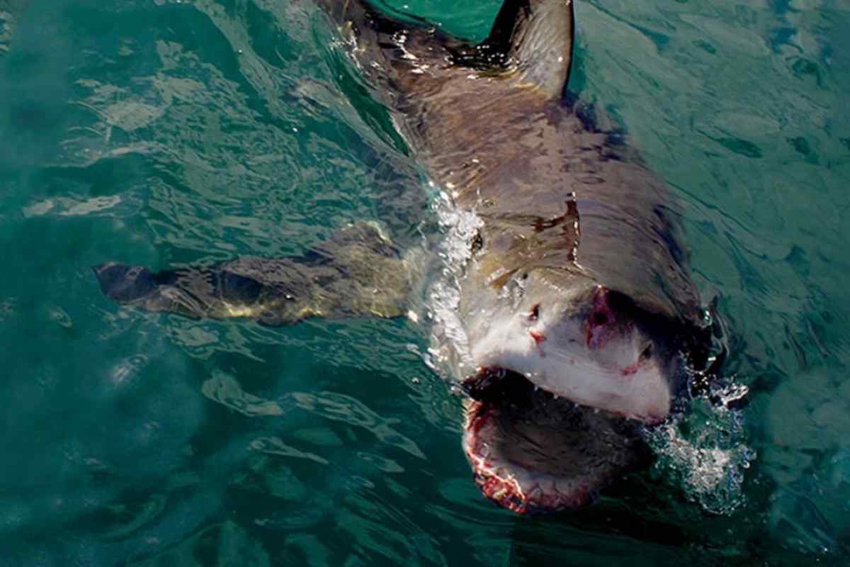 Які акули нападають на людей і де вони водяться