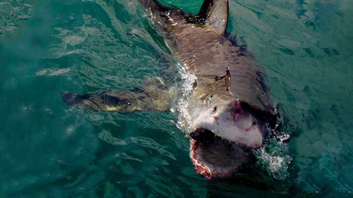 Які акули нападають на людей і де вони водяться