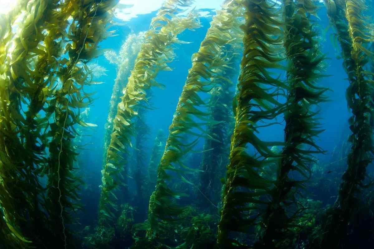 Морські водорості: їх різновиди і застосування