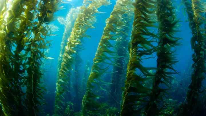 Морські водорості: їх різновиди і застосування