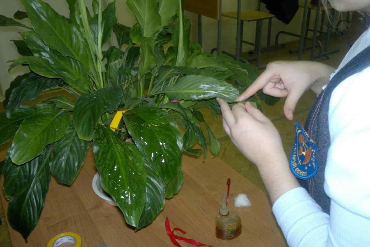 Чим дихають рослини